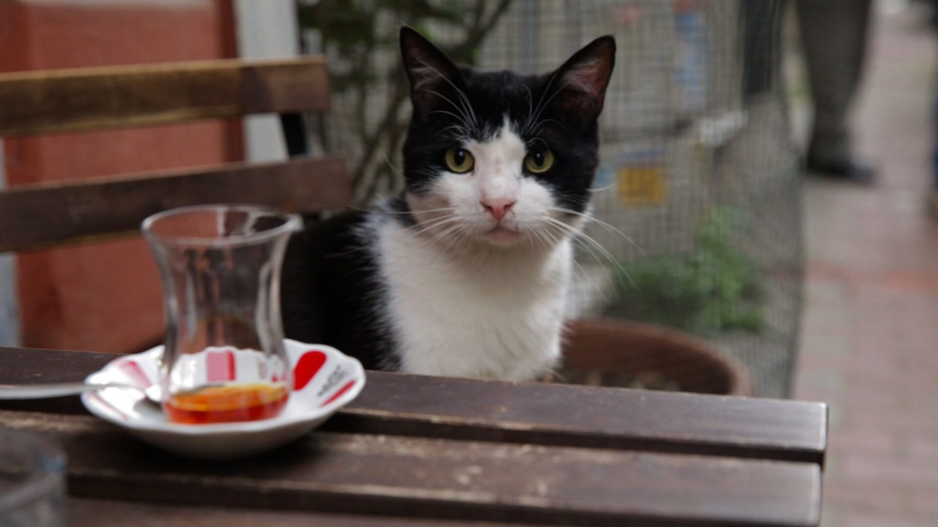 Pal Springs Film Festival Kedi (Turkey)